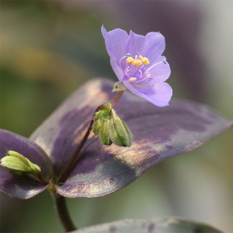 Tinantia pringlei (Kukinta)