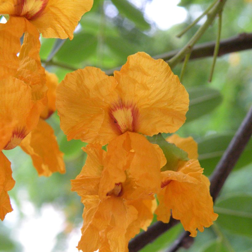 Tipuana tipu (Kukinta)