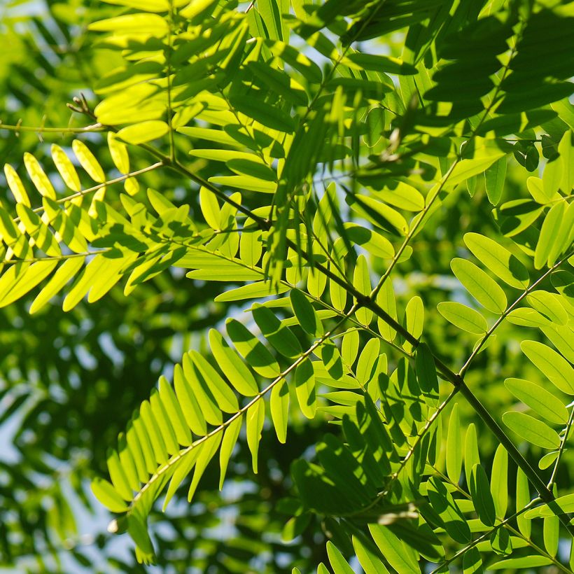 Tipuana tipu (Lehvistö)
