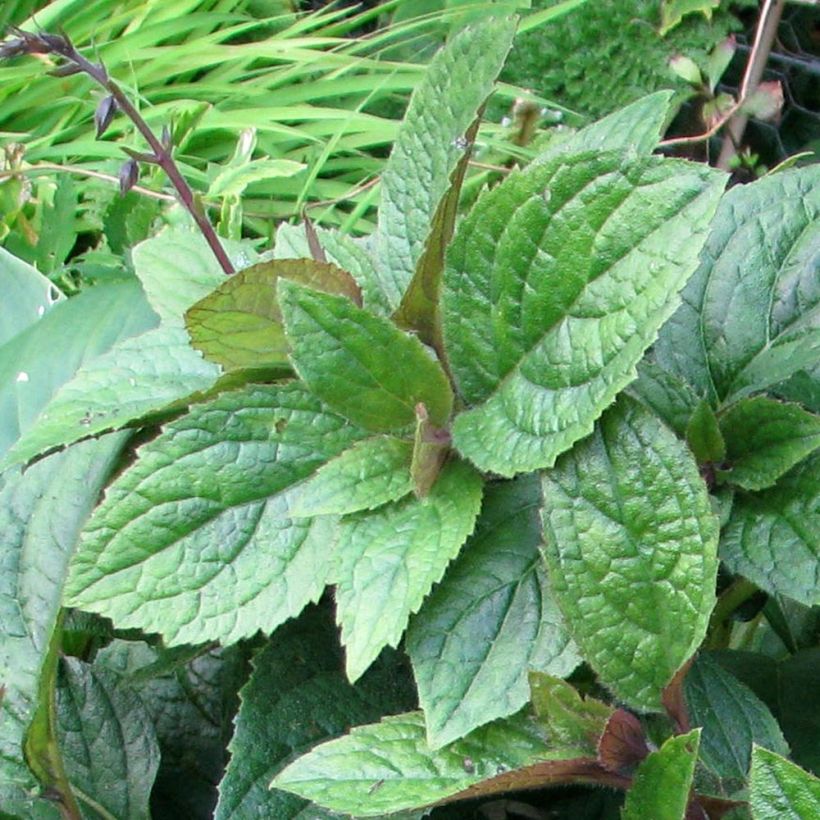 Titanotrichum oldhamii (Lehvistö)