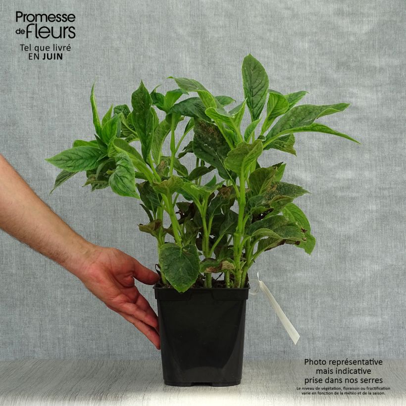 Esimerkki kesällä toimitetusta Titanotrichum oldhamii Pot de 2L/3L-taimesta