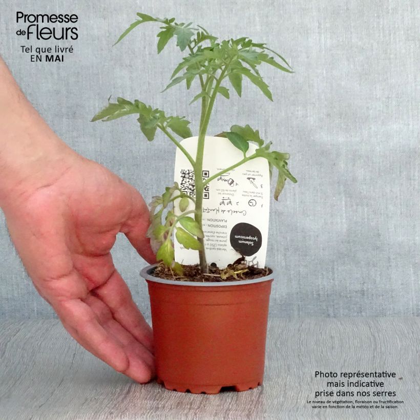 Esimerkki keväällä toimitetusta Tomate Ananas BIO Pot de 10 cm/11cm-taimesta