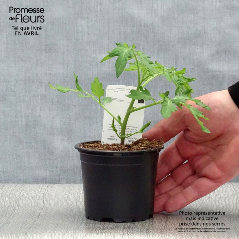 Esimerkki keväällä toimitetusta Tomaatti Black Cherry taimena 10 cm/11 cm ruukku-taimesta