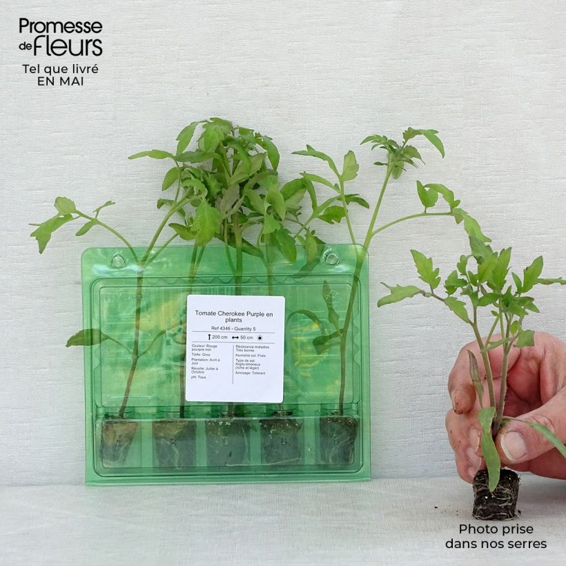 Esimerkki keväällä toimitetusta Tomaatti Cherokee Purple taimena Minipaakku Ø 3/4 cm-taimesta