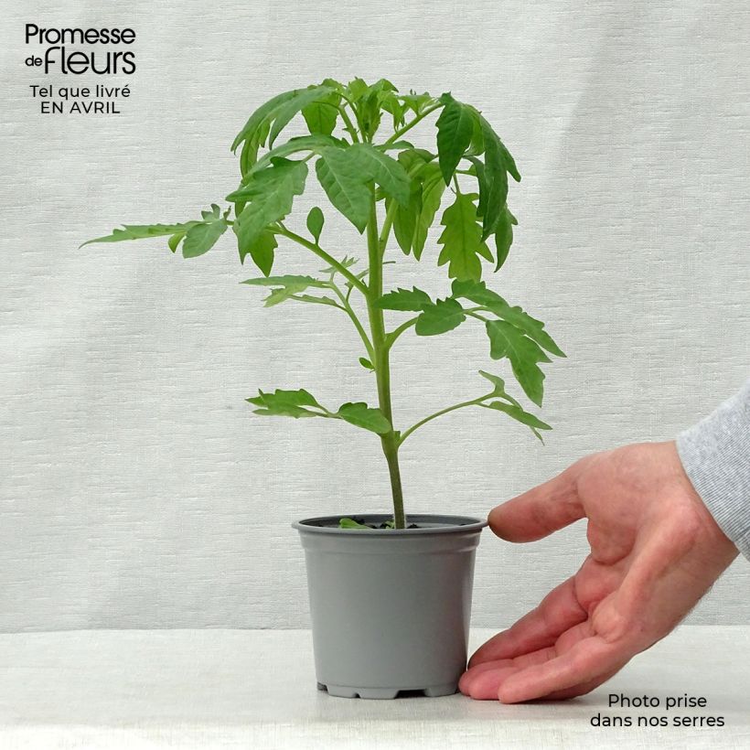 Esimerkki keväällä toimitetusta Tomaatti Cherokee Purple taimena 8/9 cm taimiruukku-taimesta
