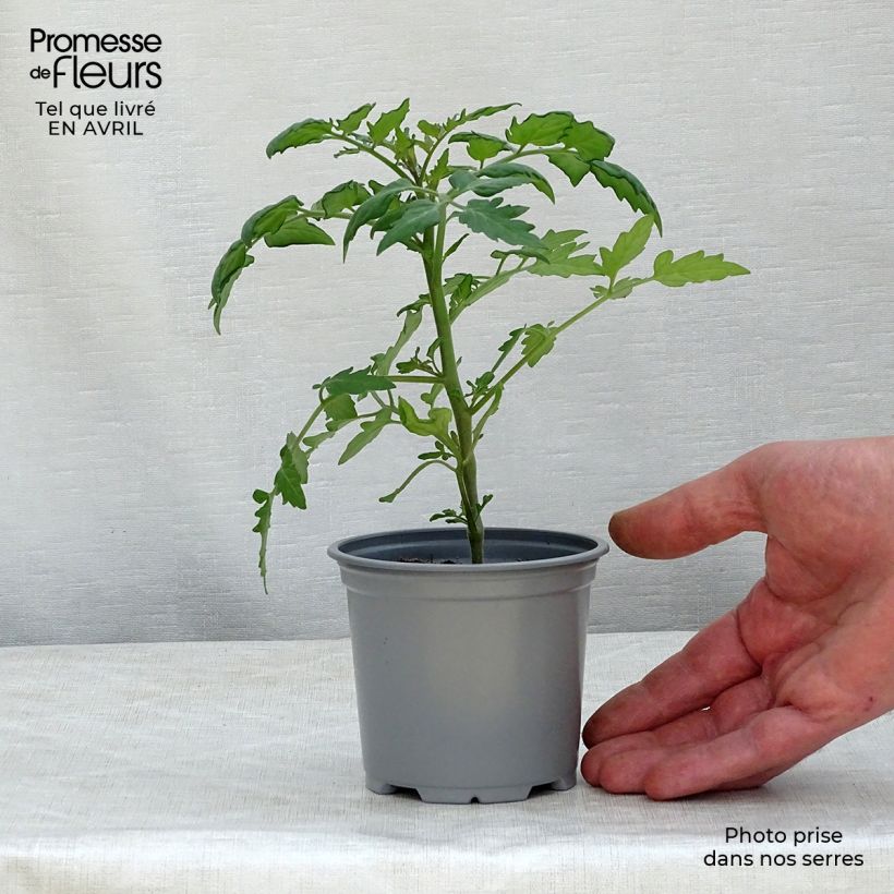 Esimerkki keväällä toimitetusta Kirsikkatomaatti Cherry Orange taimena 8/9 cm taimiruukku-taimesta