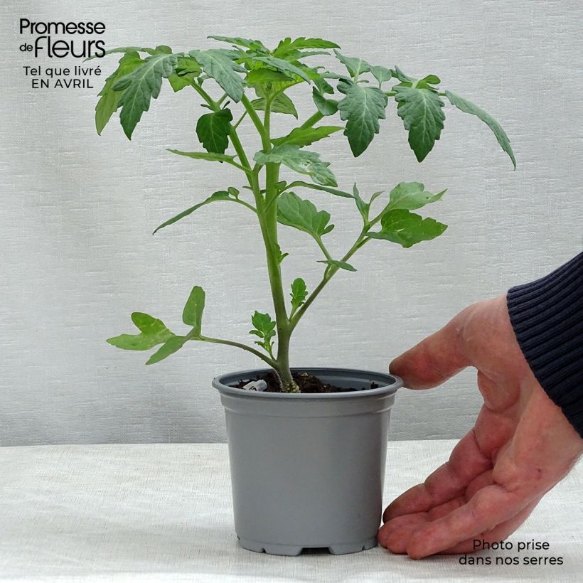 Esimerkki keväällä toimitetusta Tomaatti Cookie F1 vartettu taimena 8/9 cm taimiruukku-taimesta