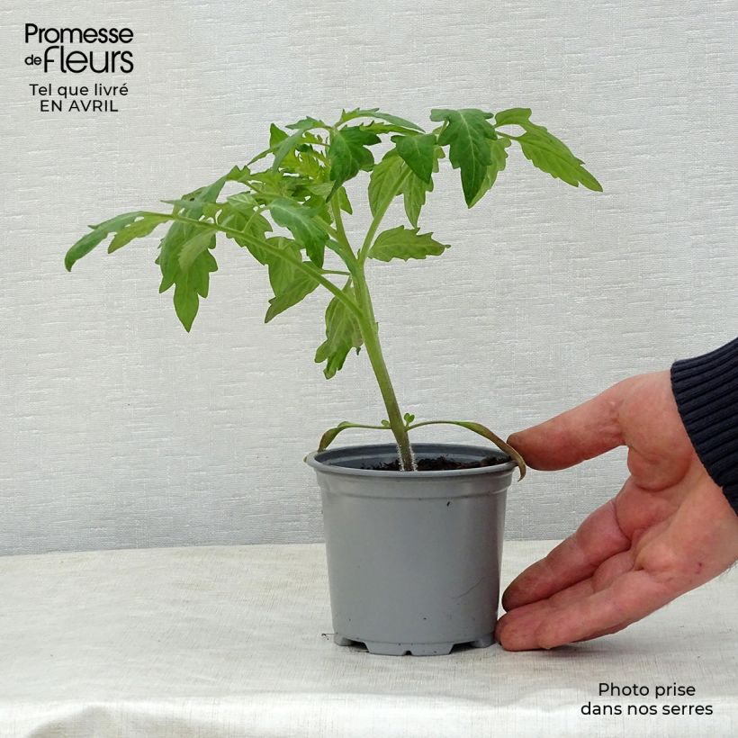 Esimerkki keväällä toimitetusta Tomaatti Corazon F1 10 cm/11 cm ruukku-taimesta