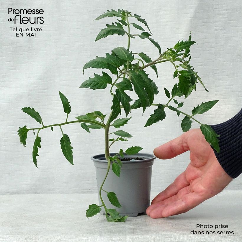 Esimerkki keväällä toimitetusta Tomaatti Cornabel F1 vartettu 8/9 cm taimiruukku-taimesta