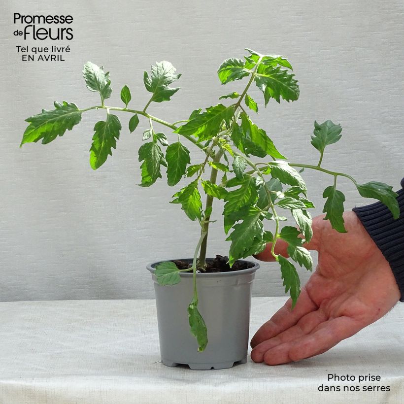Esimerkki keväällä toimitetusta Tomaatti Cornabel F1 10 cm/11 cm ruukku-taimesta