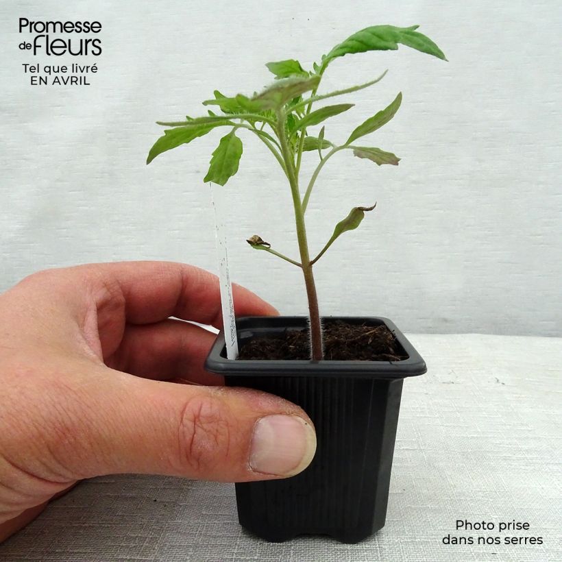 Esimerkki keväällä toimitetusta Tomaatti Andine Cornue taimena 7/8 cm taimiruukku-taimesta