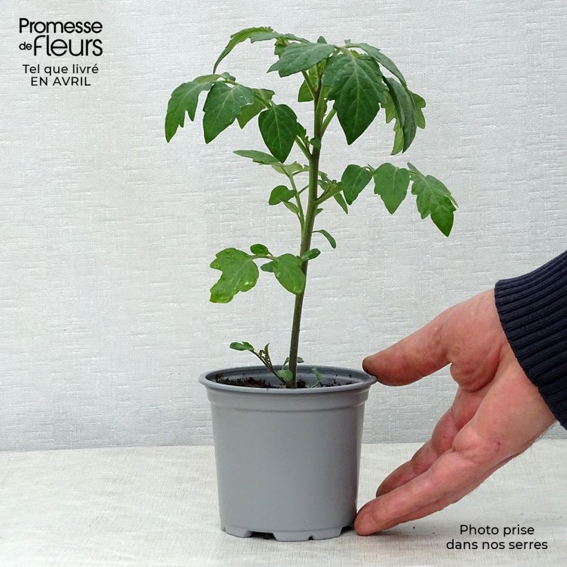 Esimerkki keväällä toimitetusta Tomaatti Crokini F1 taimena 10 cm/11 cm ruukku-taimesta
