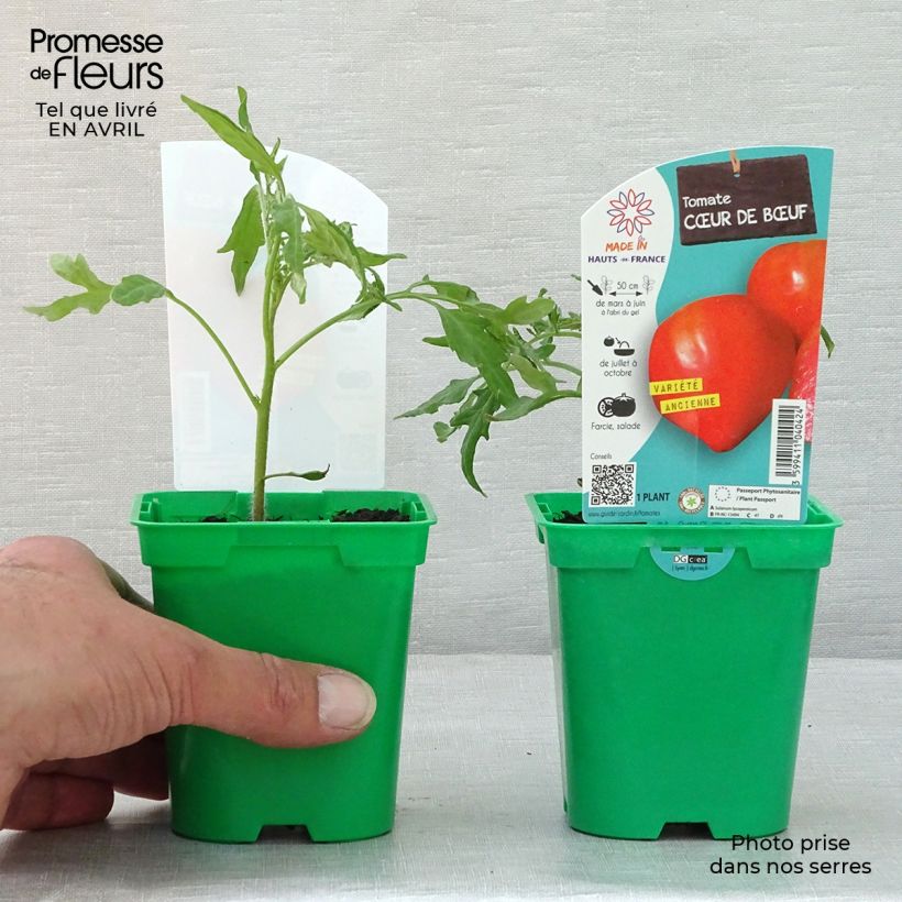 Esimerkki keväällä toimitetusta Tomaatti Cuor di Bue taimena 10 cm/11 cm ruukku-taimesta