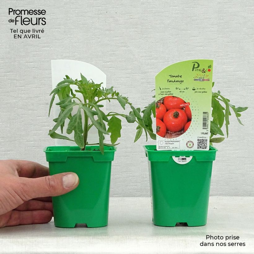 Esimerkki keväällä toimitetusta Tomaatti Fandango F1 taimena 10 cm/11 cm ruukku-taimesta