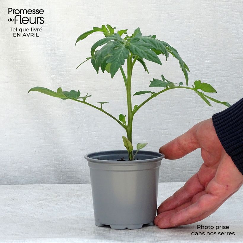 Esimerkki keväällä toimitetusta Tomaatti Fantasio F1 taimena 10 cm/11 cm ruukku-taimesta