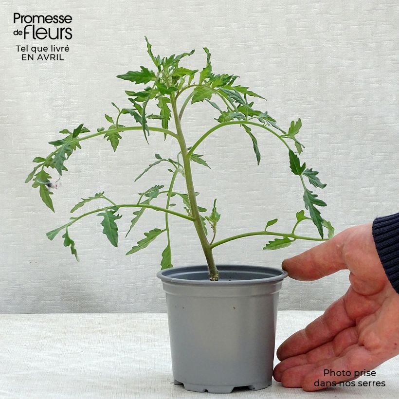 Esimerkki keväällä toimitetusta Häränsydäntomaatti Fleurette F1 vartettu taimena 8/9 cm taimiruukku-taimesta