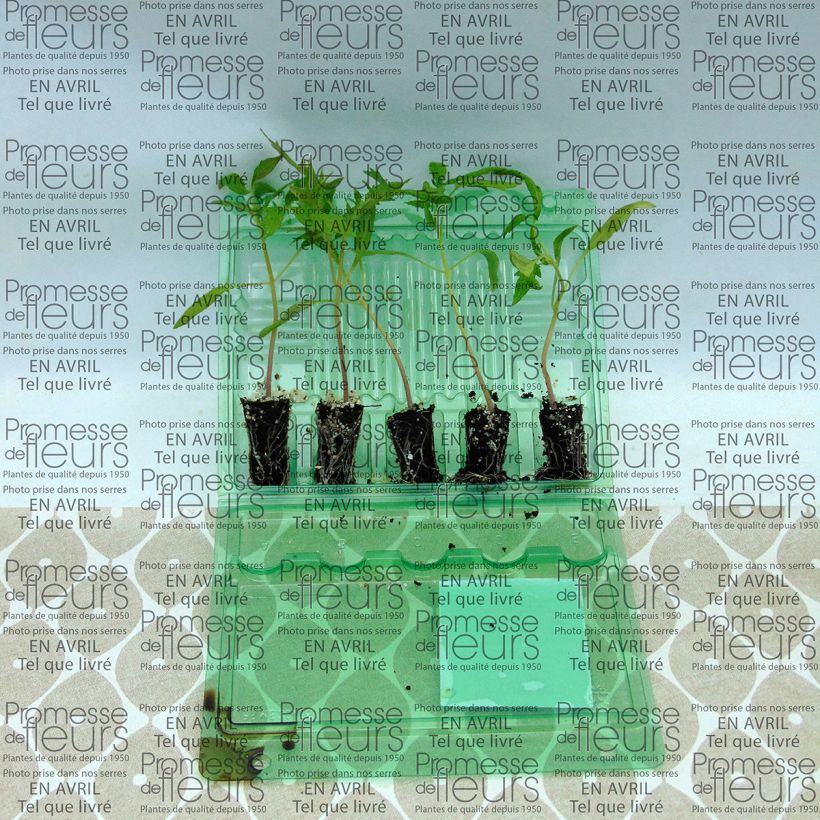 Esimerkki toimitetusta Tomaatti Fleurette F1 taimena Minipaakku Ø 3/4 cm-taimesta