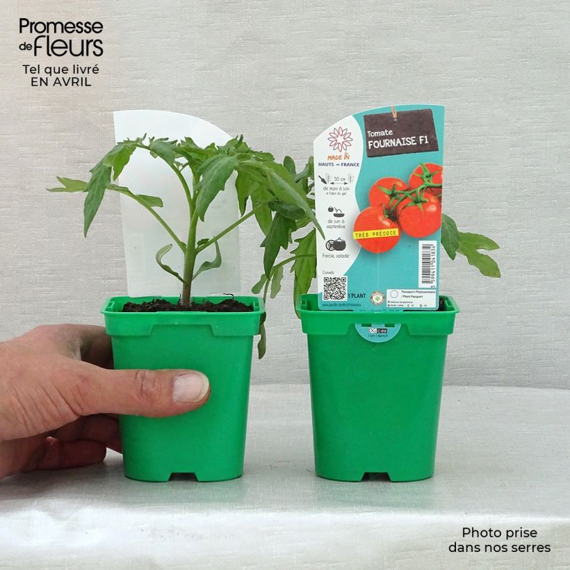 Esimerkki keväällä toimitetusta Tomaatti Fournaise F1 taimena 10 cm/11 cm ruukku-taimesta
