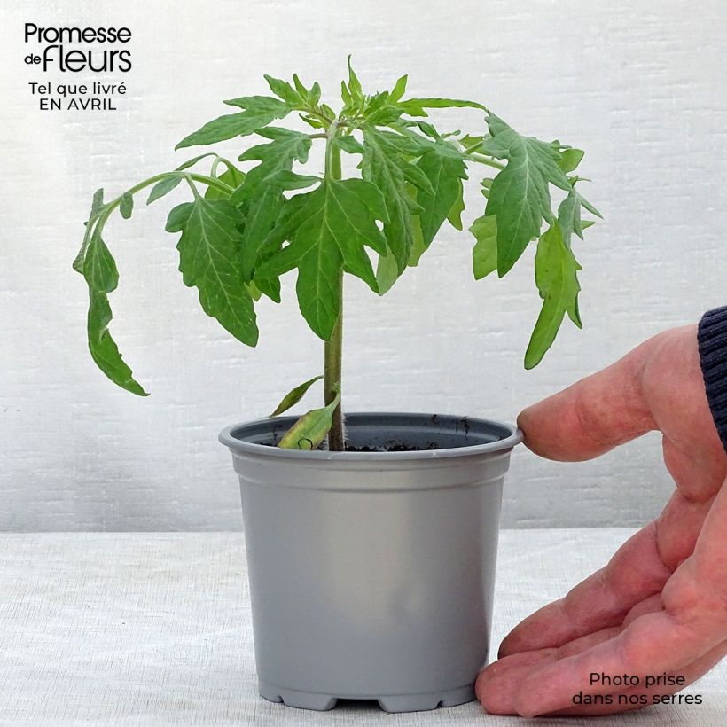 Esimerkki keväällä toimitetusta Tomaatti Fuji Pink F1 taimena 8/9 cm taimiruukku-taimesta