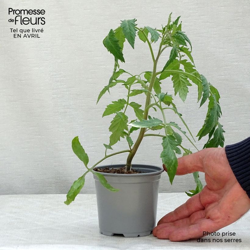 Esimerkki keväällä toimitetusta Tomaatti Gagliardo F1 vartettu taimena 10 cm/11 cm ruukku-taimesta