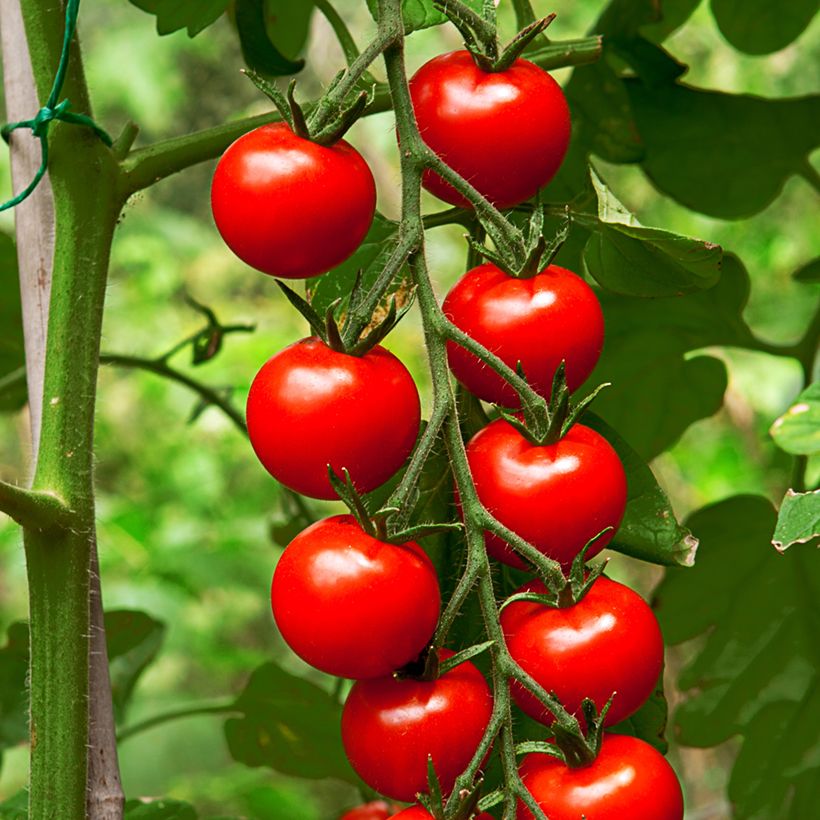Kirsikkatomaatti Gardener's Delight luomu (Sadonkorjuu)