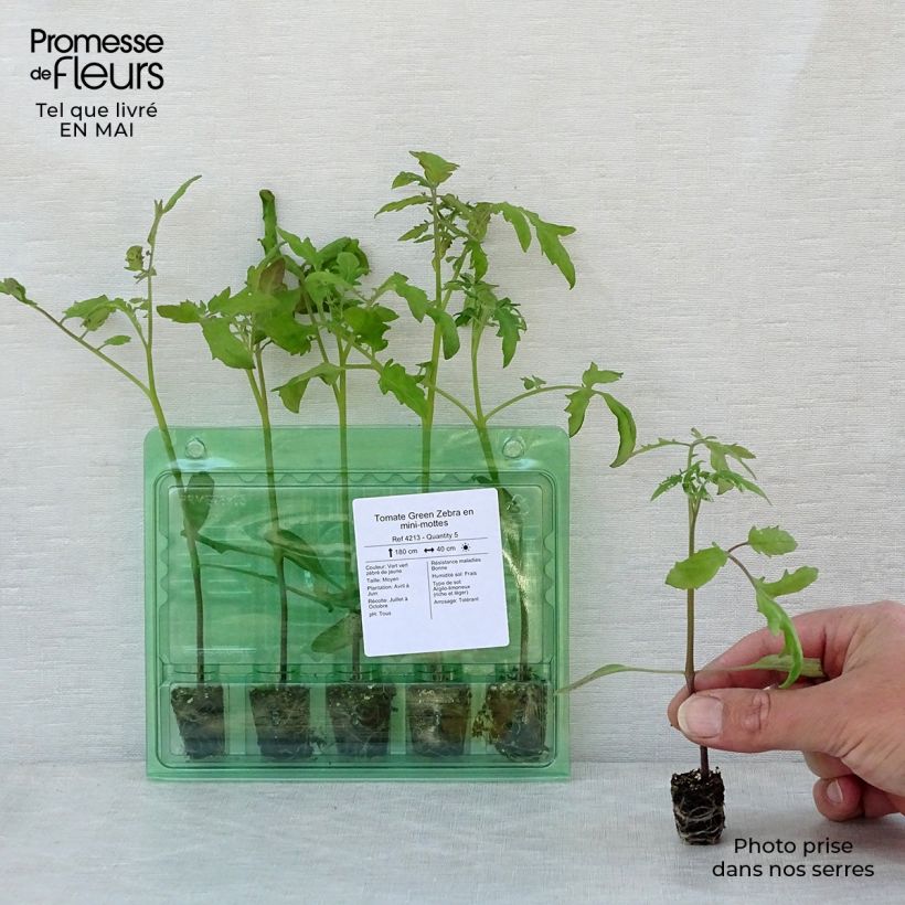 Esimerkki keväällä toimitetusta Tomaatti Green Zebra taimena Minipaakku Ø 3/4 cm-taimesta