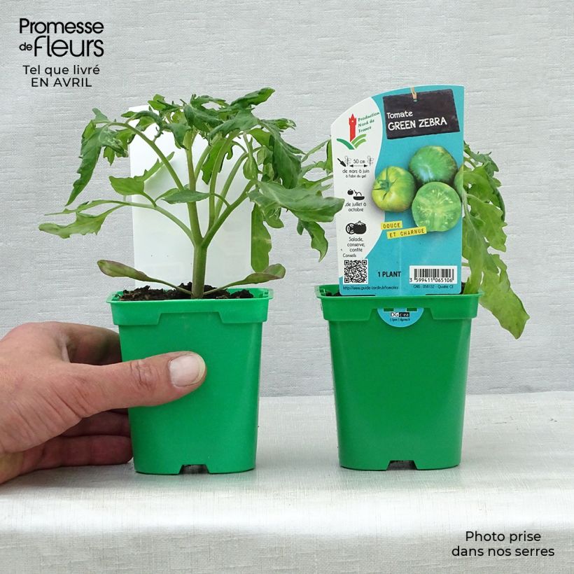Esimerkki keväällä toimitetusta Tomaatti Green Zebra taimena 10 cm/11 cm ruukku-taimesta