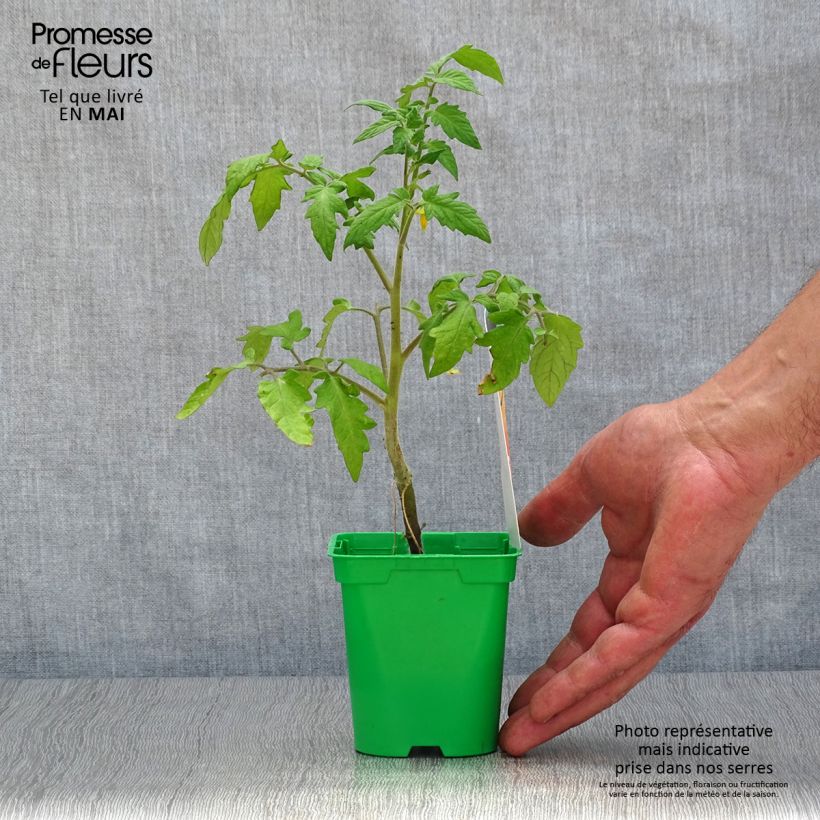 Esimerkki keväällä toimitetusta Pihvitomaatti Lemon Boy F1 vartettu 10 cm/11 cm ruukku-taimesta