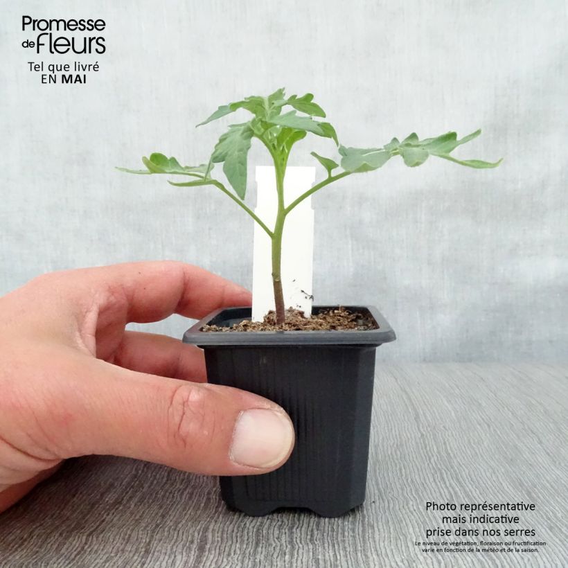 Esimerkki keväällä toimitetusta Pihvitomaatti Lemon Boy F1 taimena 7/8 cm taimiruukku-taimesta