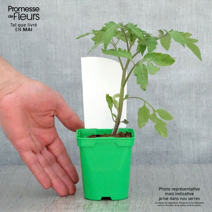 Esimerkki keväällä toimitetusta Pihvitomaatti Lemon Boy F1 taimena 10 cm/11 cm ruukku-taimesta