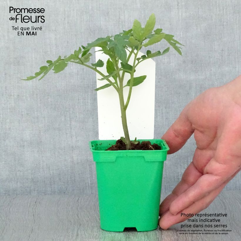 Esimerkki keväällä toimitetusta Tomaatti Maestria 10 cm/11 cm ruukku-taimesta