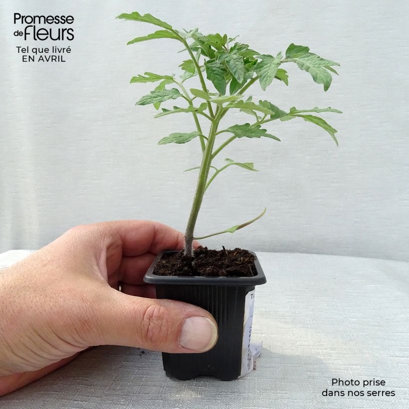 Esimerkki keväällä toimitetusta Pihvitomaatti Marmande taimena 7/8 cm taimiruukku-taimesta