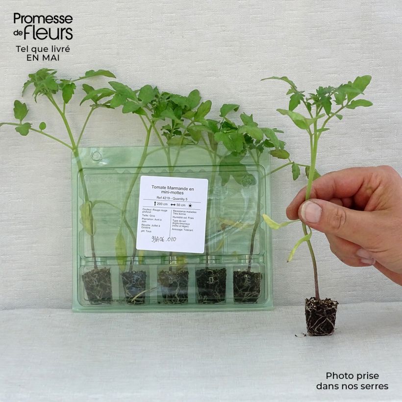 Esimerkki keväällä toimitetusta Pihvitomaatti Marmande taimena Minipaakku Ø 3/4 cm-taimesta