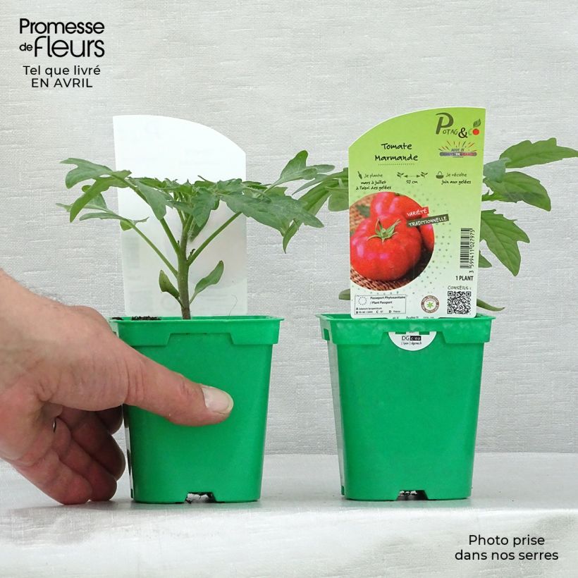 Esimerkki keväällä toimitetusta Pihvitomaatti Marmande taimena 10 cm/11 cm ruukku-taimesta