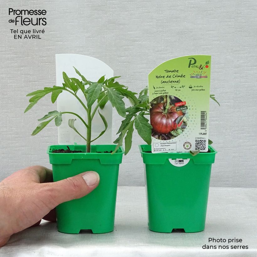 Esimerkki keväällä toimitetusta Perinnetomaatti Noire de Crimée taimena 10 cm/11 cm ruukku-taimesta