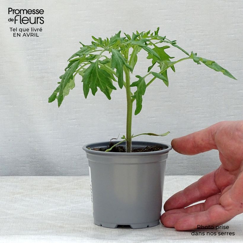 Esimerkki keväällä toimitetusta Pihvitomaatti Orange Queen taimena 10 cm/11 cm ruukku-taimesta