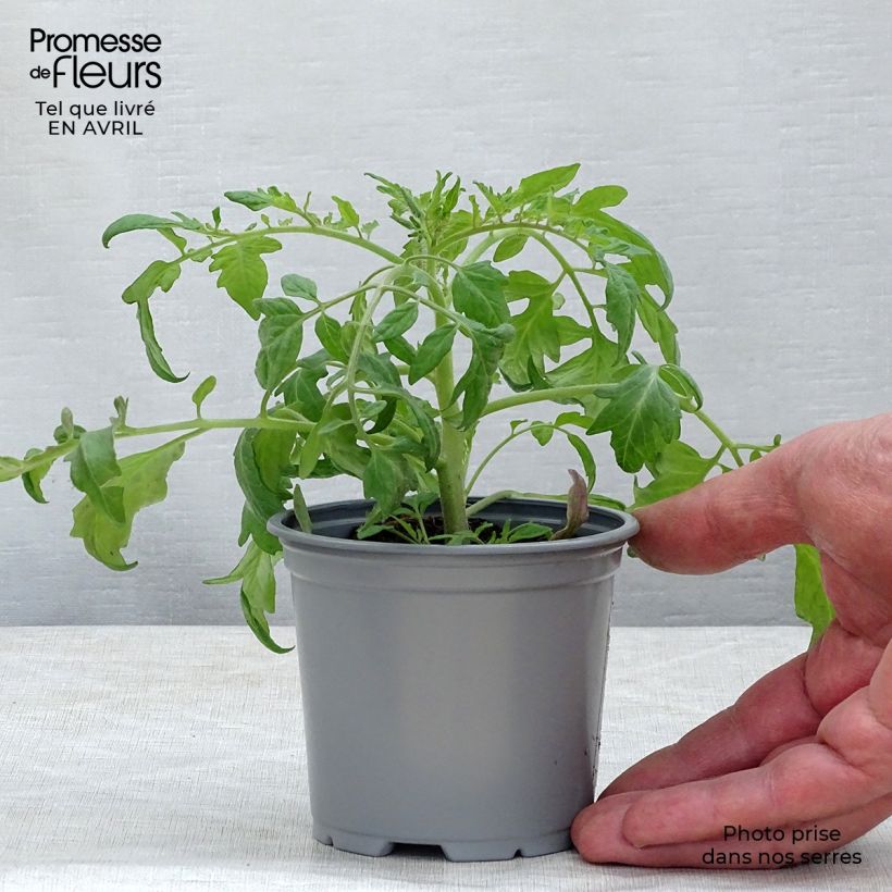 Esimerkki keväällä toimitetusta Tomaatti Pendulina Red taimena 8/9 cm taimiruukku-taimesta
