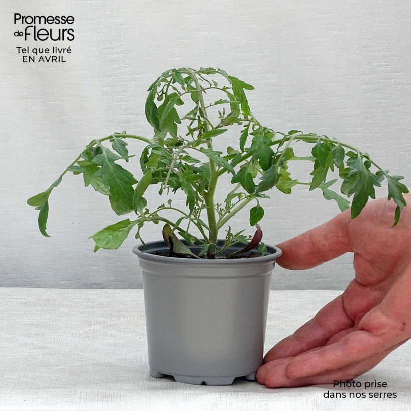Esimerkki keväällä toimitetusta Tomaatti Pendulina Yellow taimena 8/9 cm taimiruukku-taimesta