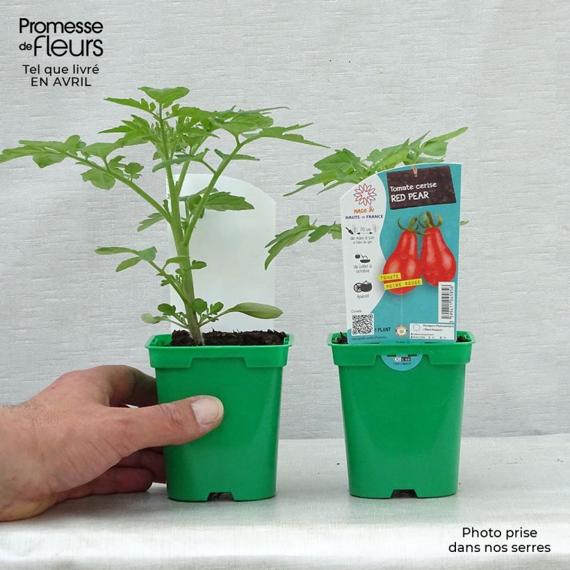Esimerkki keväällä toimitetusta Kirsikkatomaatti punainen päärynätomaatti 10 cm/11 cm ruukku-taimesta