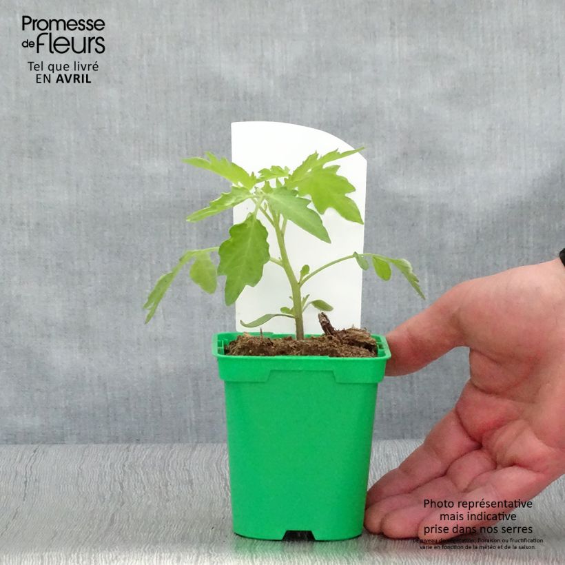 Esimerkki keväällä toimitetusta Päärynätomaatti keltainen päärynätomaatti taimena 10 cm/11 cm ruukku-taimesta