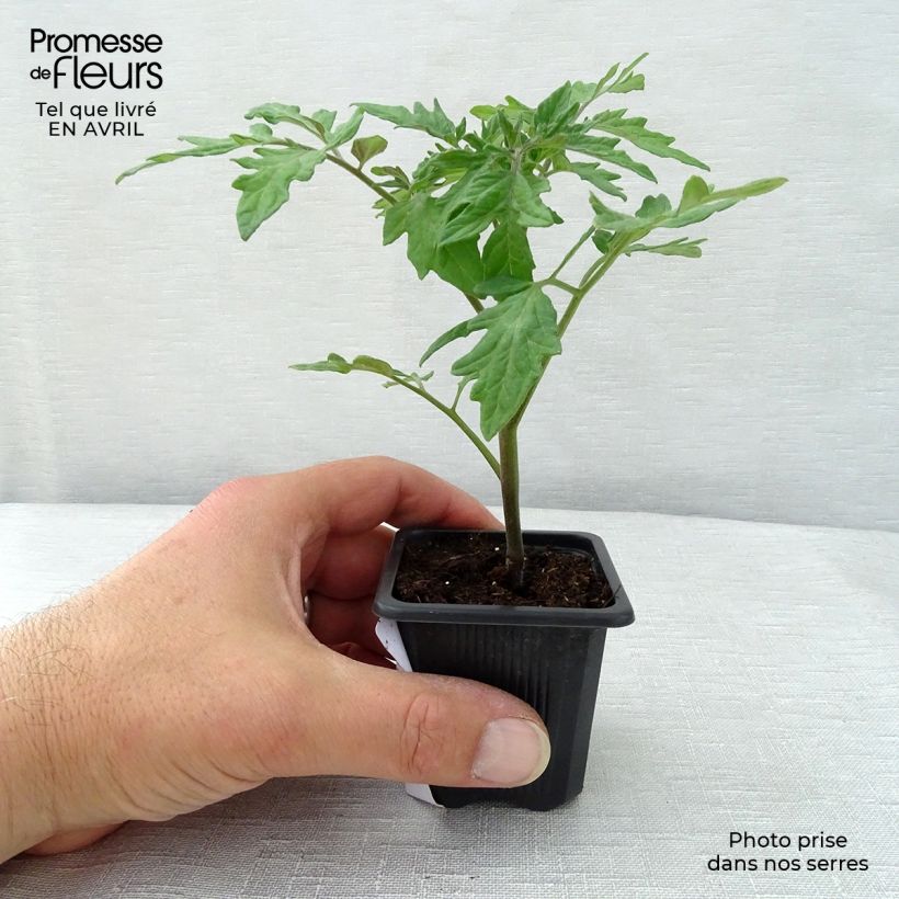 Esimerkki keväällä toimitetusta Tomaatti Premio F1 taimena 10 cm/11 cm ruukku-taimesta