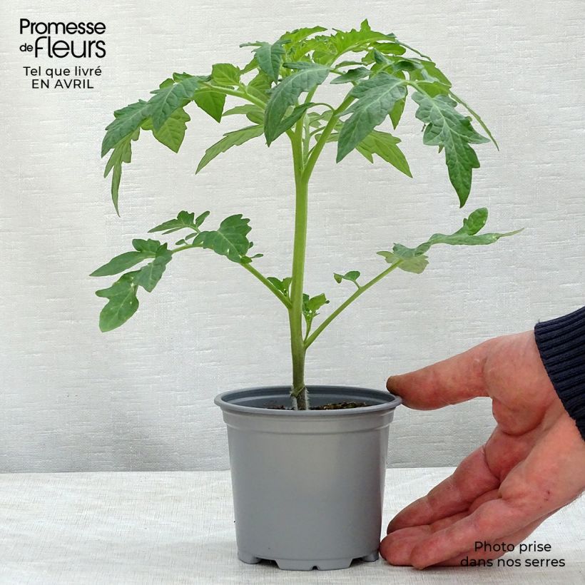 Esimerkki keväällä toimitetusta Tomaatti Previa F1 vartettu taimena 8/9 cm taimiruukku-taimesta