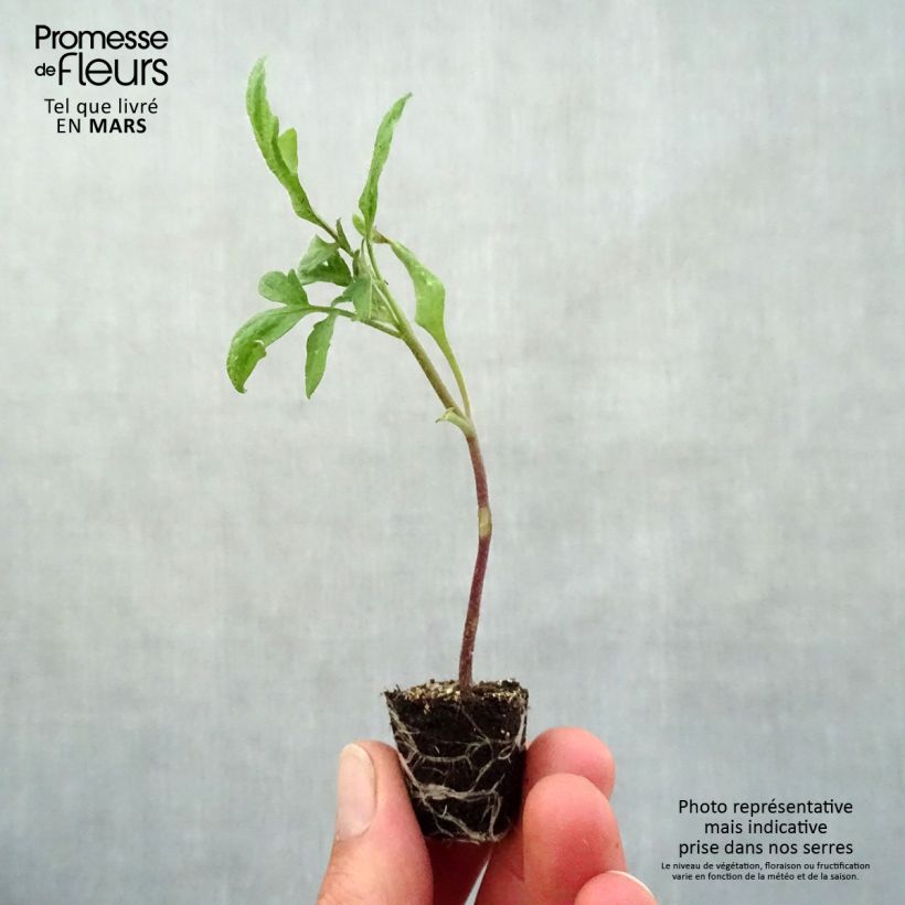 Esimerkki keväällä toimitetusta Tomaatti Prune noire taimena Minipaakku Ø 3/4 cm-taimesta