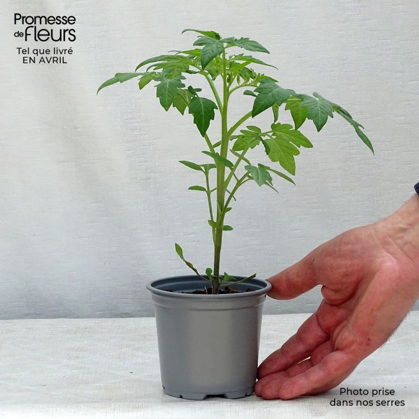 Esimerkki keväällä toimitetusta Tomaatti Prune noire taimena 10 cm/11 cm ruukku-taimesta