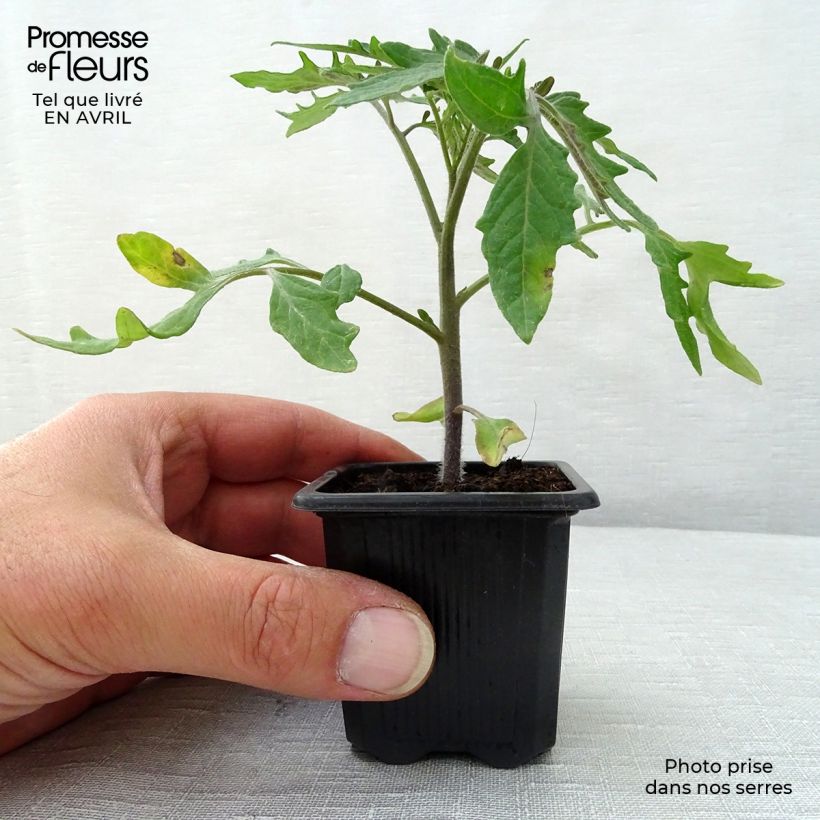 Esimerkki keväällä toimitetusta Tomaatti Pyros F1 taimena 7/8 cm taimiruukku-taimesta