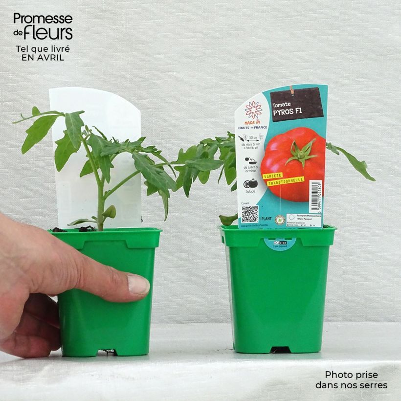 Esimerkki keväällä toimitetusta Tomaatti Pyros F1 taimena 10 cm/11 cm ruukku-taimesta