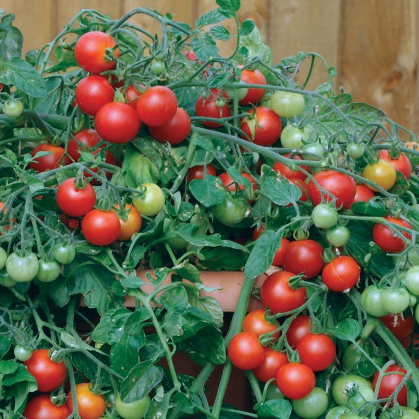 Amppelitomaatti Red Profusion F1 (siemenet) (Sadonkorjuu)