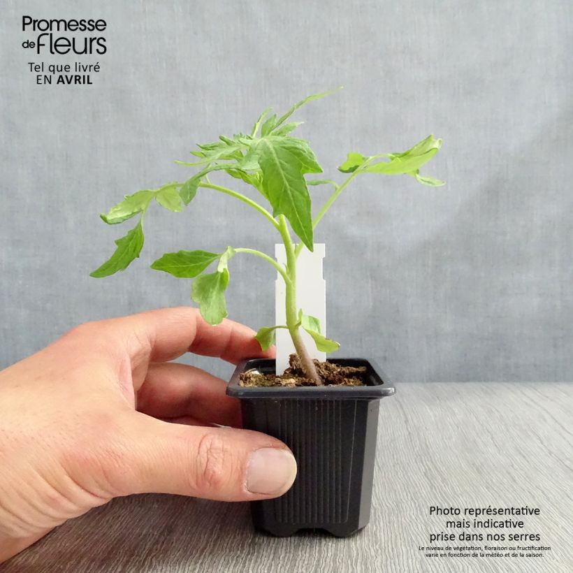 Esimerkki talvella toimitetusta Tomaatti Saint-Pierre taimena 7/8 cm taimiruukku-taimesta