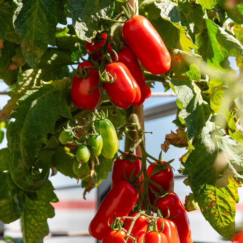 Luumutomaatti San Marzano 2 luomu (Sadonkorjuu)