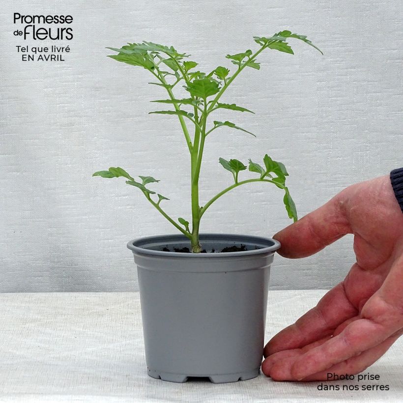 Esimerkki keväällä toimitetusta Cocktailtomaatti Santonio F1 vartettu taimena 8/9 cm taimiruukku-taimesta